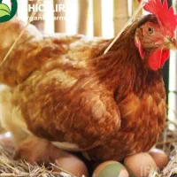 انبار مرغ فروشی