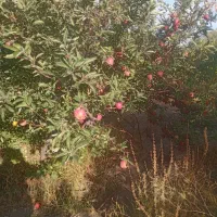 سیب قرمز درجه یک