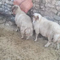 بز  مخصوص پروار