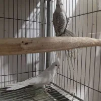 عروس هلندی های استثنایی|پرنده|مشهد, چهاربرج|دیوار