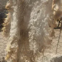 پشم گوسفند
