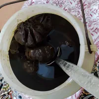 سیر ترشی 15 ساله