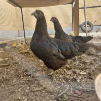 مرغ ایام سمانی