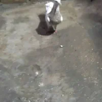 کبوتر طوقی|پرنده|امیدیه, |دیوار