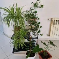 گیاه های زیبای طبیعی آپارتمانی با نگهداری آسان