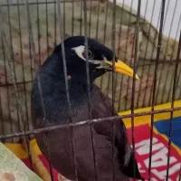 مرغ مینا سخنگو