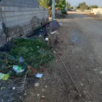 الاغ رهبار نر