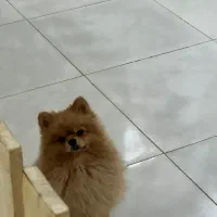 پانسیون حیوانات خانگی