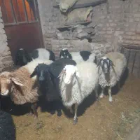 فروش 5 بره نر پرواری
