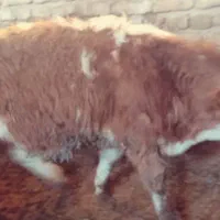 گوساله سیمنتال