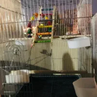 قفس پرنده سالم سالم نو نو