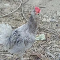 تخم نطفه دار گلین طوسی و مشکی