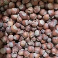 فندق خشک ، مغز فندق خشک|خوردنی و آشامیدنی|رشت, دیلمان|دیوار
