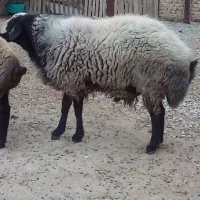 بره نر|حیوانات مزرعه|ماهدشت, |دیوار