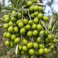 فروش انواع نهال زیتون