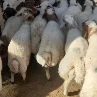 فروش کاور پروار