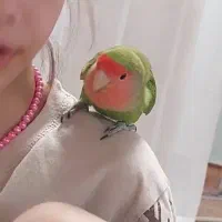 طوطی برزیلی نر دستی مژدگانی میدم