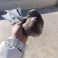 سرور قرمزی|حیوانات|نسیم‌شهر, |دیوار