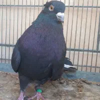 کبوترپرشی‌.گرو