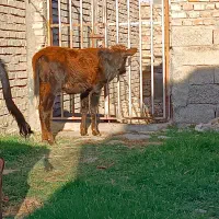 ۳راس گوساله ماده|حیوانات مزرعه|گنبد کاووس, |دیوار
