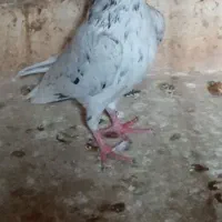 ۲کبوترنر|پرنده|ملکآباد, |دیوار