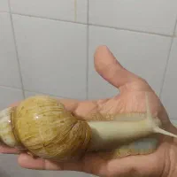 حلزون 100 تومن|خزنده|تهران, خلیج فارس|دیوار