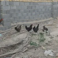 مرغ محلی و غاز|حیوانات مزرعه|مرودشت, شهرک بسیجیان|دیوار