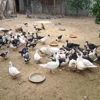 فروش اردک نر و ماده|حیوانات مزرعه|آمل, |دیوار