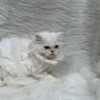 گربه پرشین|گربه|کرمانشاه, |دیوار