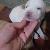 توله اشپیتز پامر