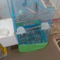 عروس هلندی|پرنده|امیدیه, |دیوار