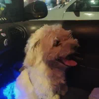 سگ شیتزو تریر