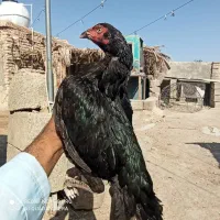 ماکیان خوب