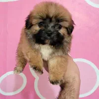 سگ پامر سایز کوچیک