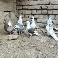 کفتر پرشی|پرنده|مینودشت, |دیوار