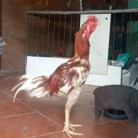 خروس لاری ۱۱ ماه