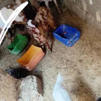 کهره|حیوانات مزرعه|زابل, |دیوار