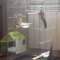 عروس هلندی نر وماده اماده جفت گیری