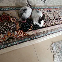 خرگوش دونه ای ۳۰۰|موش و خرگوش|پاکدشت, شهرک انقلاب|دیوار