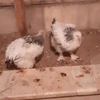 فروش تخم نطفه دار برهما وجوجه یه روزه به بالا|حیوانات مزرعه|اصفهان, شهید رجایی|دیوار