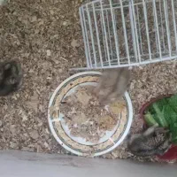 همستر کمپل|موش و خرگوش|یزد, |دیوار