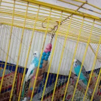 مرغ عشق|پرنده|فریدون‌کنار, |دیوار