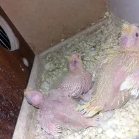 یک جفت عروس با۳تاجوجه
