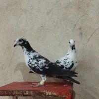 کفتر کبوتر|پرنده|شیراز, سعدیه جنوبی|دیوار