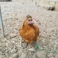 مرغ محلی|حیوانات مزرعه|مهدی شهر, |دیوار