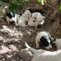 کوته سگ خارجی|سگ|گرمسار, |دیوار