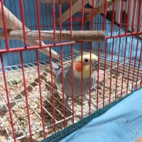 عروس هلندی