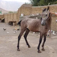 اسب کرد نریان کورد رنگ نیله|اسب و تجهیزات اسب‌سواری|رشت, گیل|دیوار