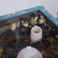 جوجه مرغ محلی