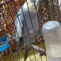 عروس هلندی سخن گو